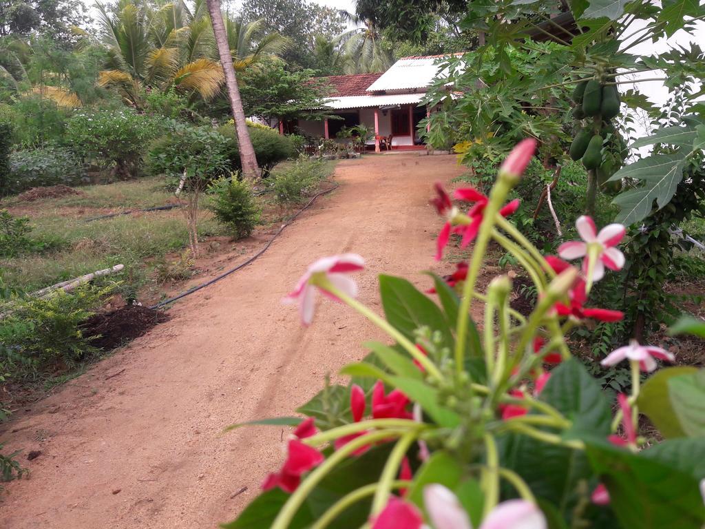 Sigiri Picaso Home Stay Sigiriya Rum bild