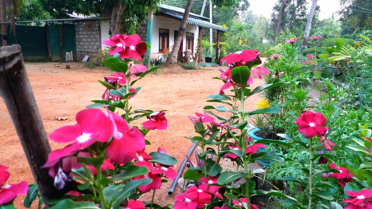 Sigiri Picaso Home Stay Sigiriya Exteriör bild